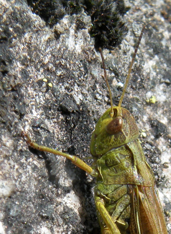 Acrididae dal Trentino